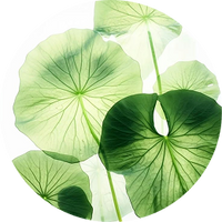 Centella asiatique